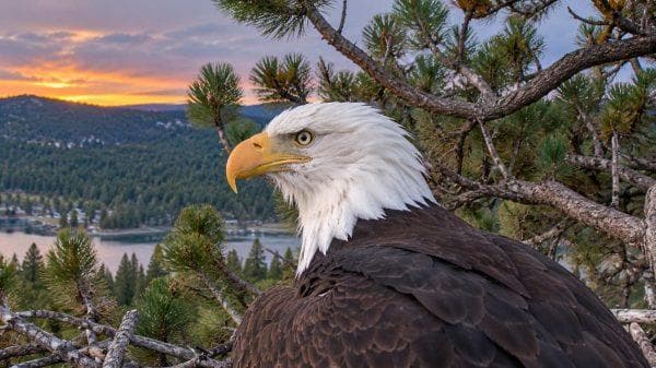 Jackie the bald eagle mysterious cause of death finally revealed after months of questions
