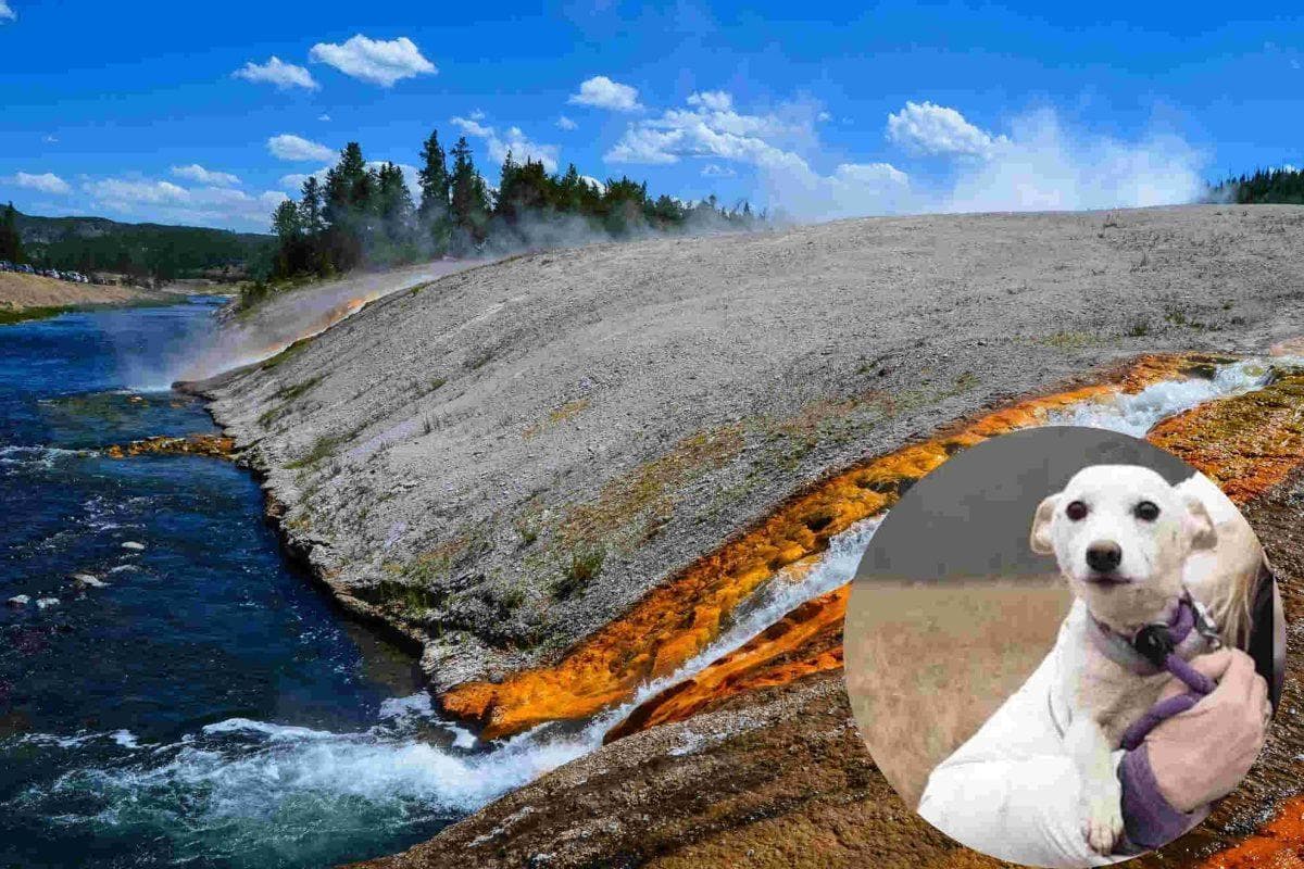 Dog vanishes into bear and wolf territory for 35 days but fate had one last surprise waiting