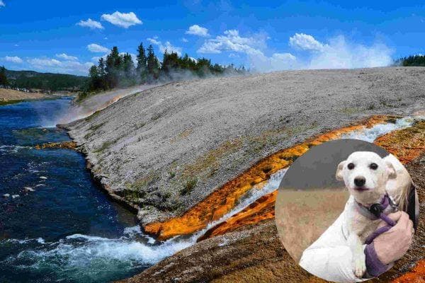 Dog vanishes into bear and wolf territory for 35 days but fate had one last surprise waiting