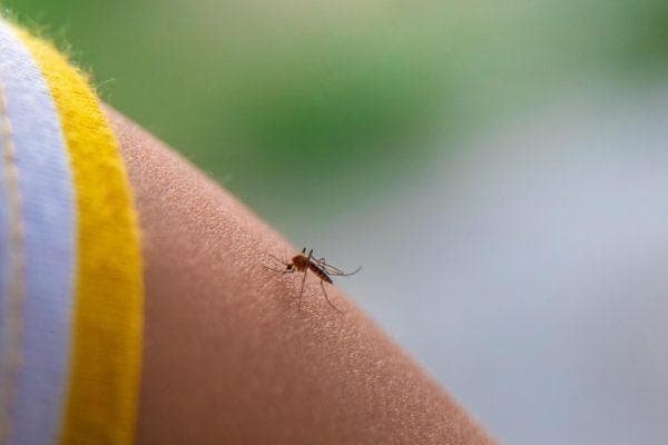 Florida’s first dengue death in nearly a century raises questions about mosquito risks