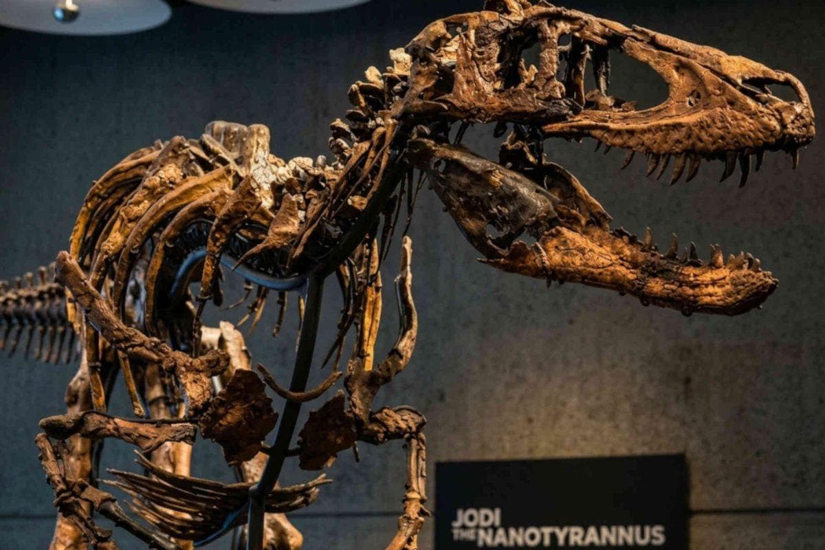 New York’s $47.3 million dinosaur may disappear into a billionaire’s private collection