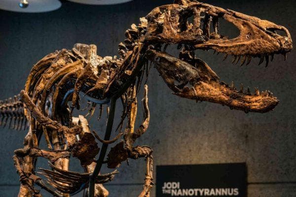 New York’s $47.3 million dinosaur may disappear into a billionaire’s private collection