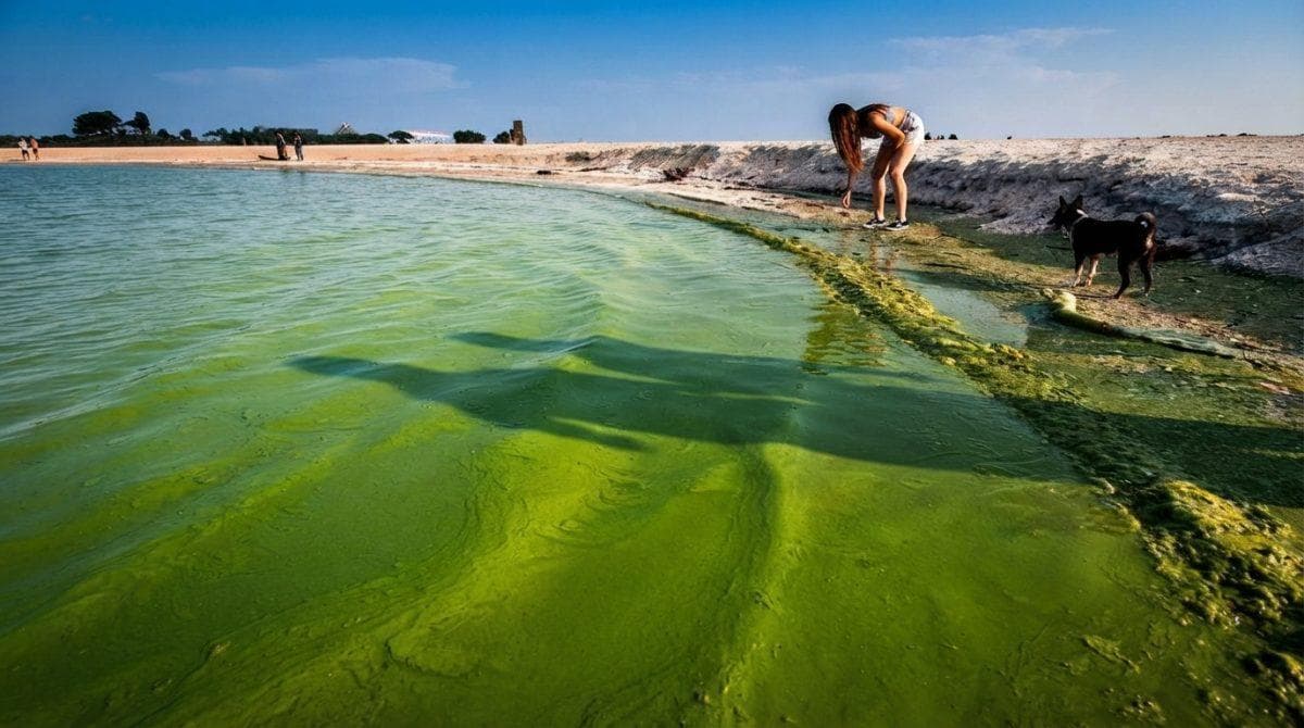 Your dog may love the water but this toxic algae can turn a swim into an emergency