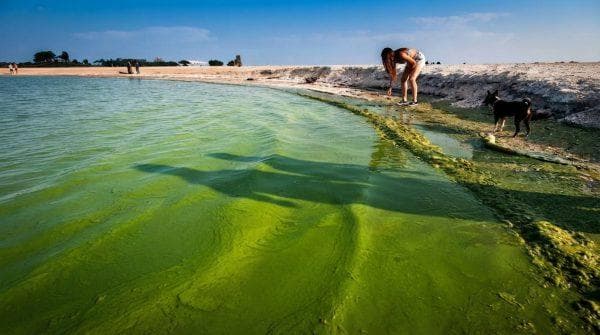 Your dog may love the water but this toxic algae can turn a swim into an emergency
