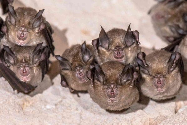 Georgia family finds a dead bat in their backyard and a rabies test raises new concerns