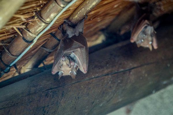 Rabid bats are turning up across Los Angeles County: what to do if you find one in your home