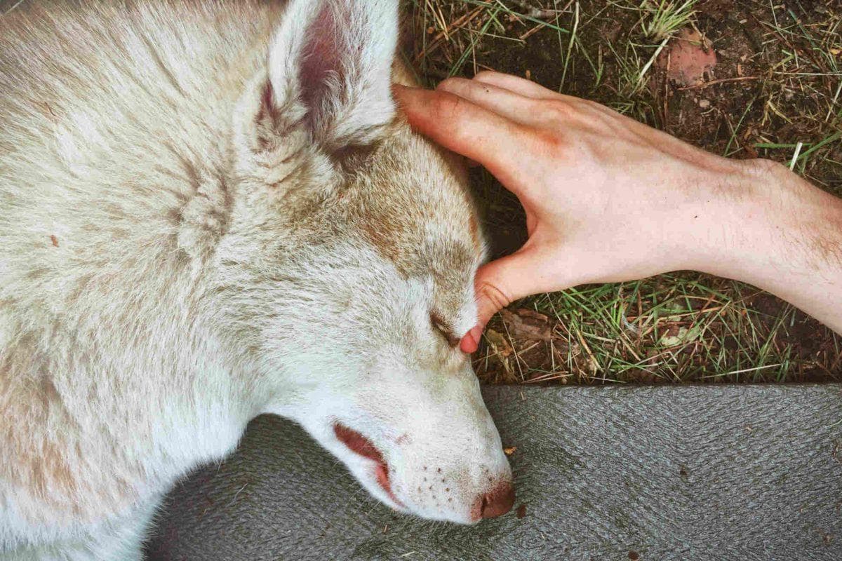 California family’s beloved husky disappears in a heartbreaking case