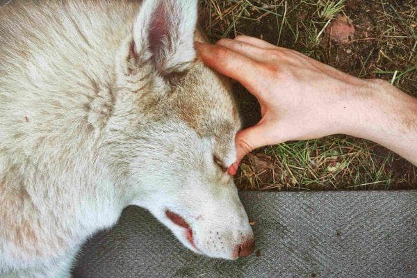 California family’s beloved husky disappears in a heartbreaking case
