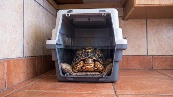 Los Angeles has an unusual connection to Asia’s illegal wildlife market and hundreds of animals are paying the price