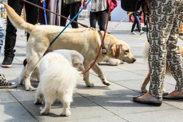 California’s strange new wildlife rescue plan puts poop-sniffing dogs to work