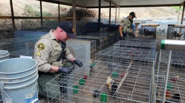 Miami property raided by FBI only for agents to be greeted by chaos of roosters that had nothing to do with the case