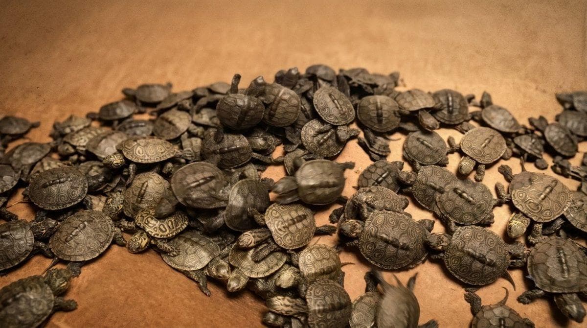 The strange discovery of more than 150 abandoned turtles has New Jersey searching for answers