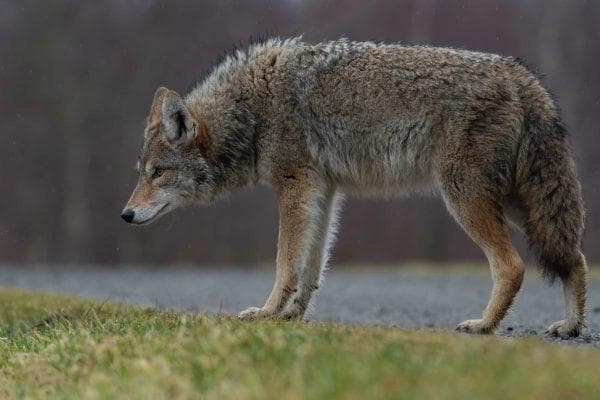 California man treated a wild coyote like a neighborhood pet until it bit a toddler and police got involved