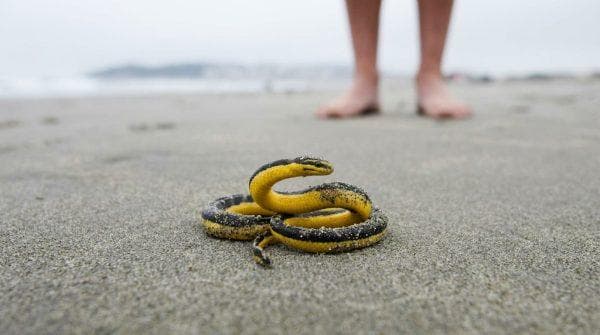 Something strange is happening off California’s coast as exotic creatures arrive ahead of a super El Niño