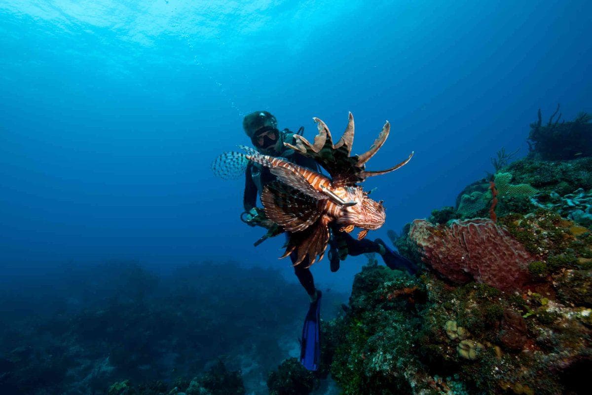 Florida daredevil diver pulls 36,000 venomous invaders from the ocean in a record-breaking underwater hunt
