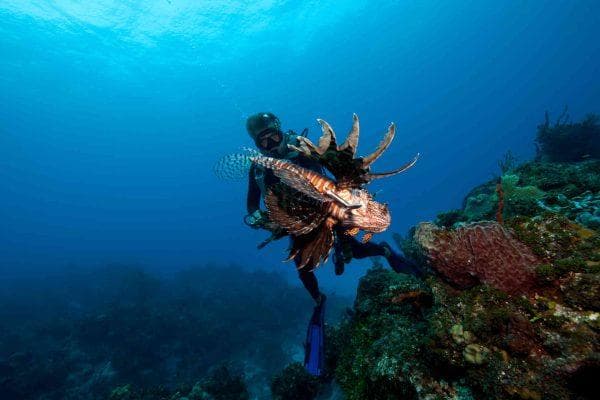 Florida daredevil diver pulls 36,000 venomous invaders from the ocean in a record-breaking underwater hunt