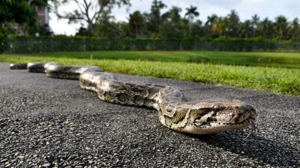 Florida scientists release a 16-foot snake into the Everglades