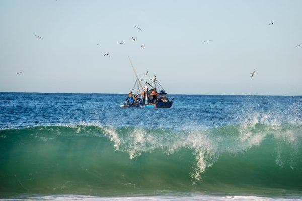 Something unusual is happening in California waters as fishermen catch fish they rarely see this far north