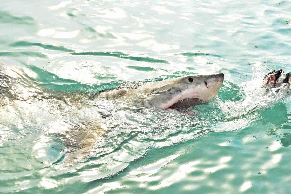 Panama City shark attack victim receives incredible $159K news as community rallies around him