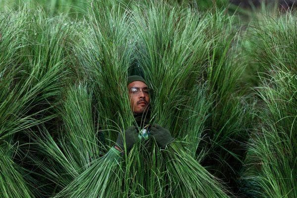 Bad Bunny’s bushes and 10 other Halloween costume ideas that capture the wildest moments of 2026