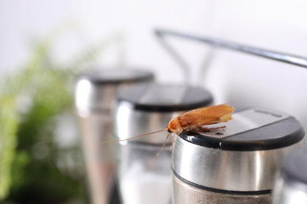 This everyday kitchen appliance could be a five-star hotel for cockroaches
