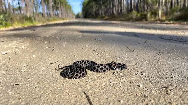 Rattlesnakes are lurking near Florida and Texas beaches