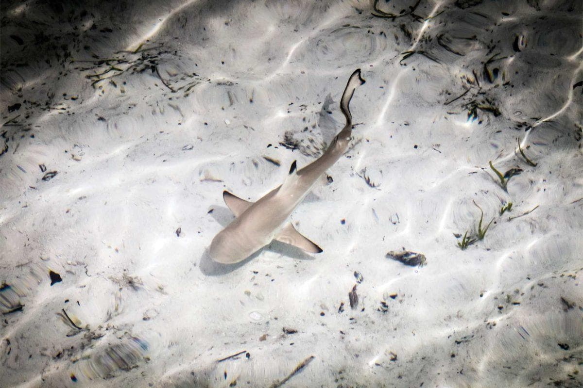 Nor’easter turns a New Jersey street into open water with sharks