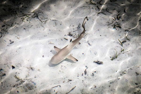 Nor’easter turns a New Jersey street into open water with sharks