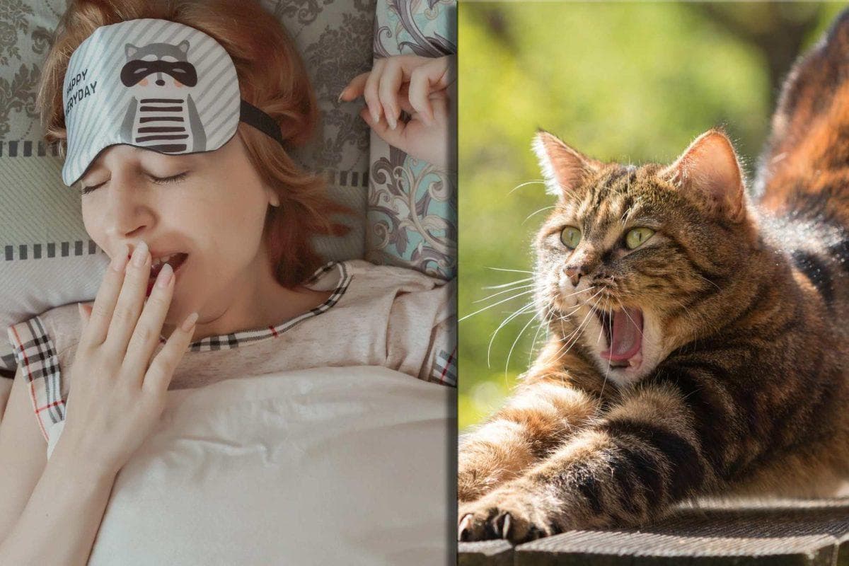 The strange science behind contagious yawning and why some people are more affected than others