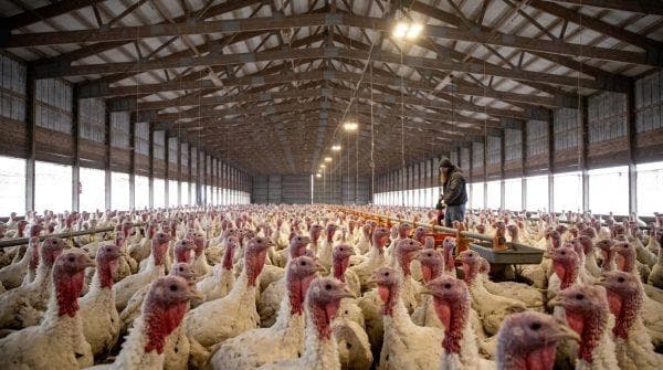 Bird flu concerns put the spotlight on the US state producing the most turkeys