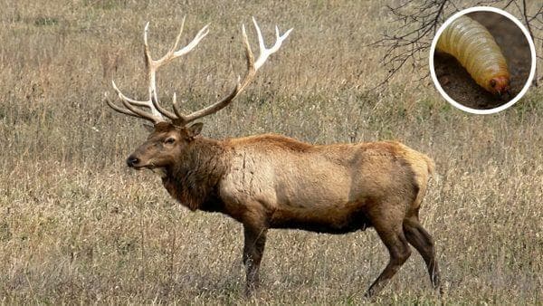 Texas elk tests positive for a flesh-eating parasite and wildlife officials are on alert over its potential spread