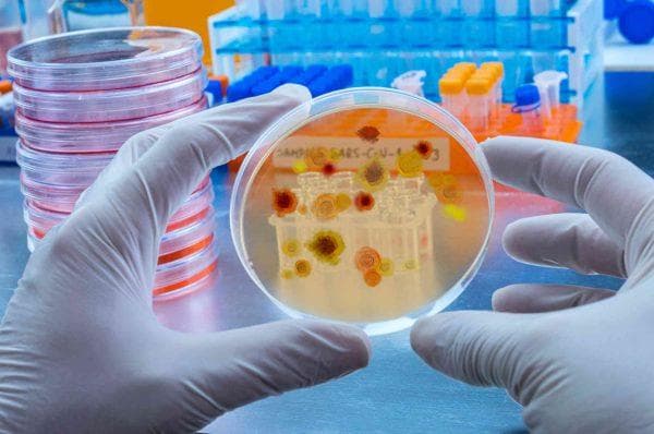 Florida confirms fifth Vibrio vulnificus death: how people get infected and how to protect yourself