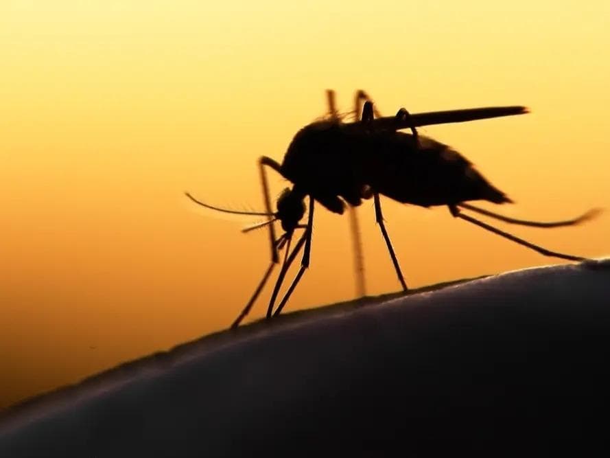 Millions of mosquitoes are headed to California as Google backs unusual disease-fighting plan