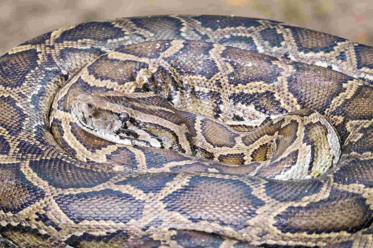 Florida researchers find smarter way to fight invasive pythons without catching them
