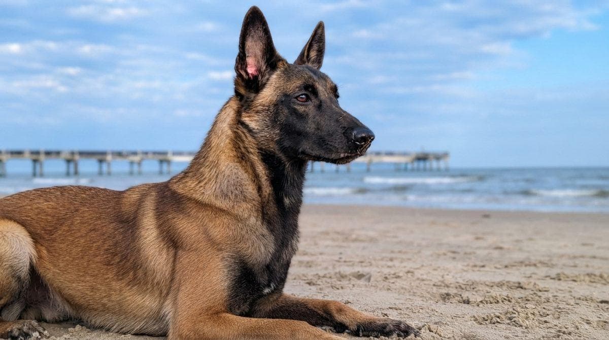 Texas service dog receives one last chance after being locked up for 545 days