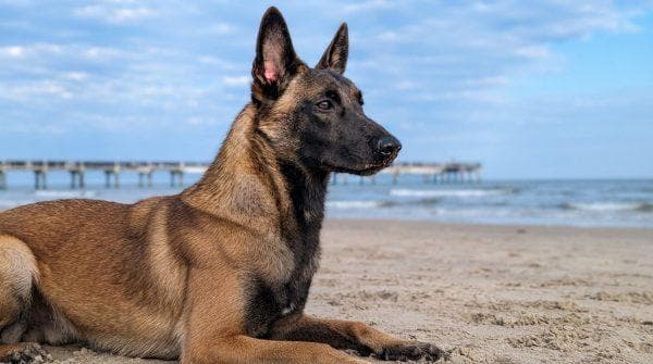 Texas service dog receives one last chance after being locked up for 545 days