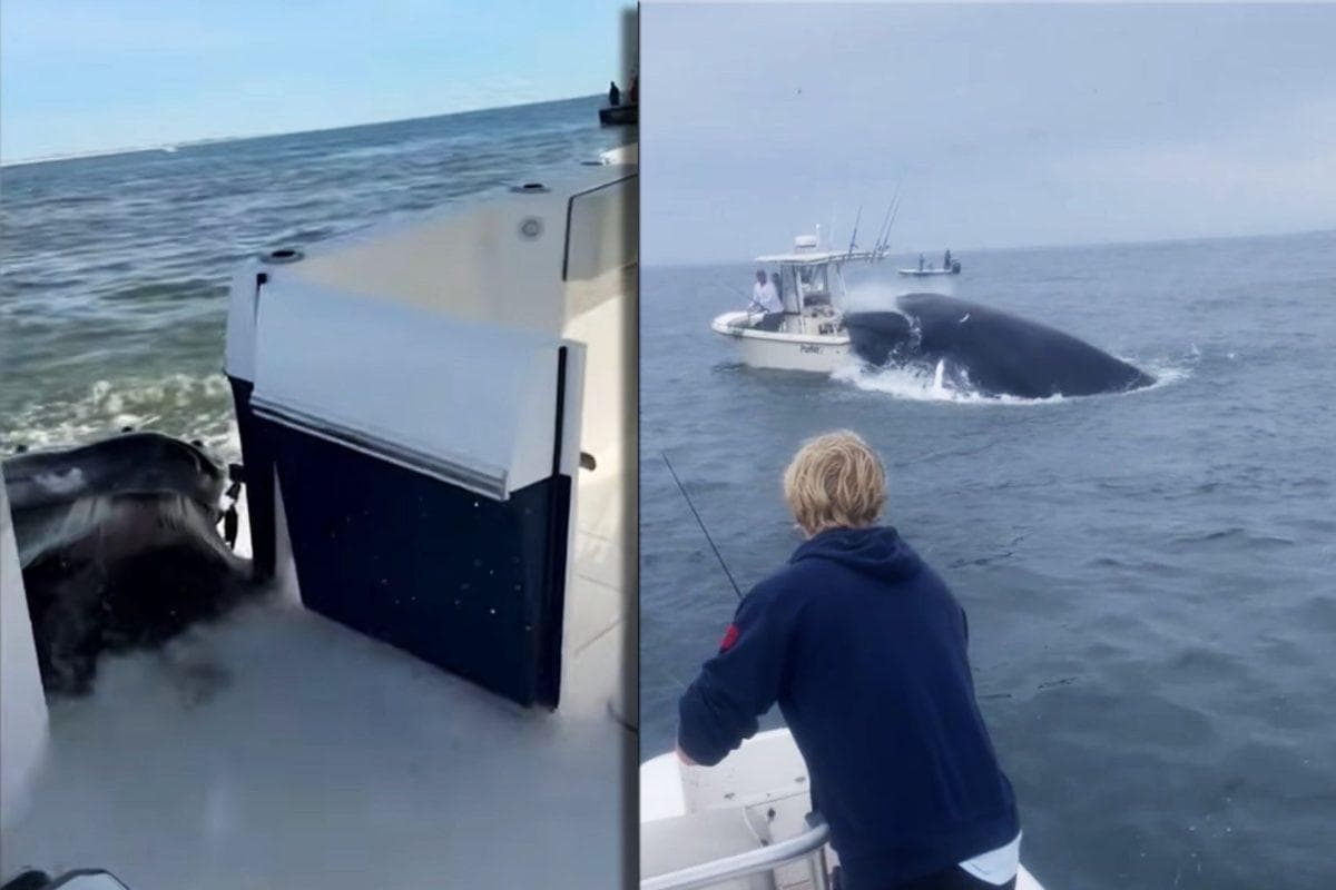 Video captures the moment a humpback whale suddenly smashes into boal off Long island