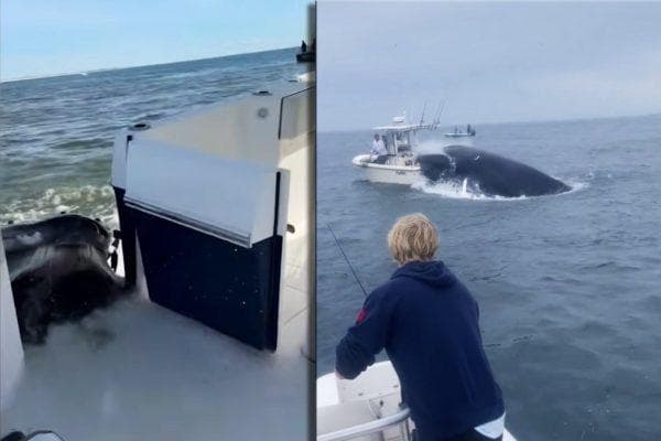 Video captures the moment a humpback whale suddenly smashes into boal off Long island