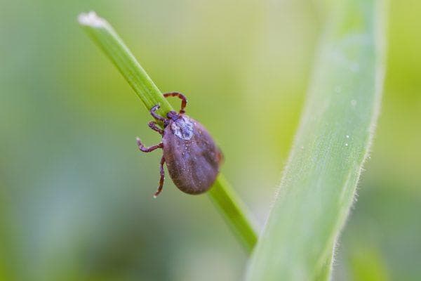 Ticks are out of control this season hitting the U.S. harder than ever and here’s how to protect yourself