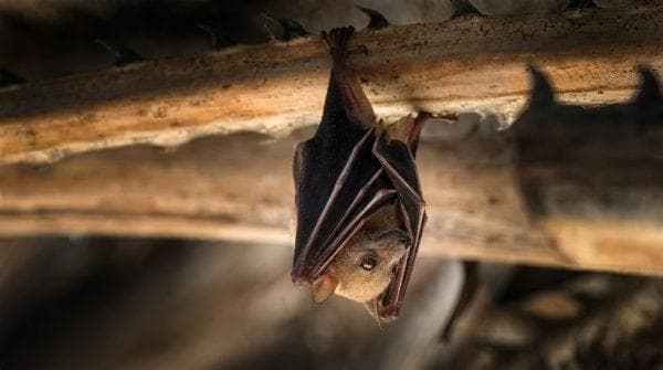 Los Angeles sees record number of rabid bats and officials warn what to avoid