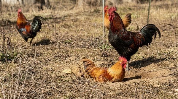 New Jersey town just made life complicated for roosters who don’t know when to keep quiet